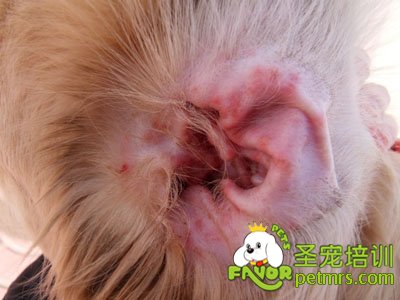 犬耳痒螨感染 疾病介绍