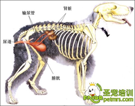 定时观察狗的肛门和生殖器