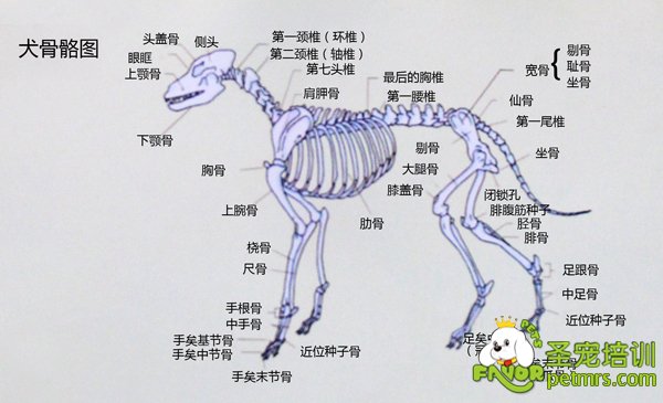 教学犬只骨骼分布图详细