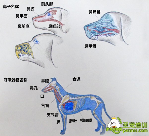 犬呼吸器官详细【图】呼吸系统由鼻子和嘴呼进新鲜空气,再通过器官,支