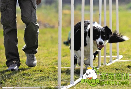 训犬中响片的重要性_宠物训练_圣宠宠物培训学校_国内较好的宠物美容