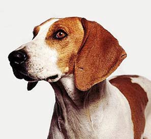 别名:英国猎狐犬英文名:english foxhound类别:猎犬组akc收录:1909年