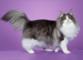 产地:美国 类型:长毛猫 体重:4-10公斤     ◆品种介绍          缅因