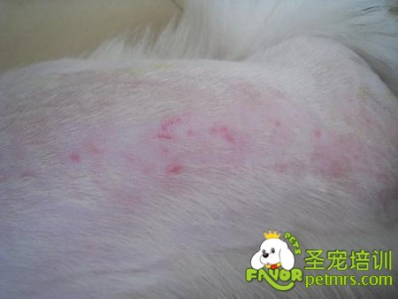宠物狗湿疹病预防及治疗