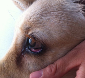 在犬种,常见起因是机械刺激(例如睑内翻,外翻或 倒睫),过敏