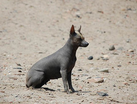 秘鲁印加兰花犬
