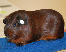 aperea porcellus英文名:agouti guinea pig类别:豚鼠类(几内亚猪类)